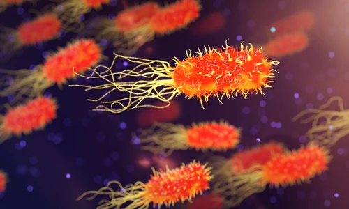 qimono bacteria 3658992 jpg