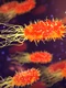 qimono bacteria 3658992 jpg