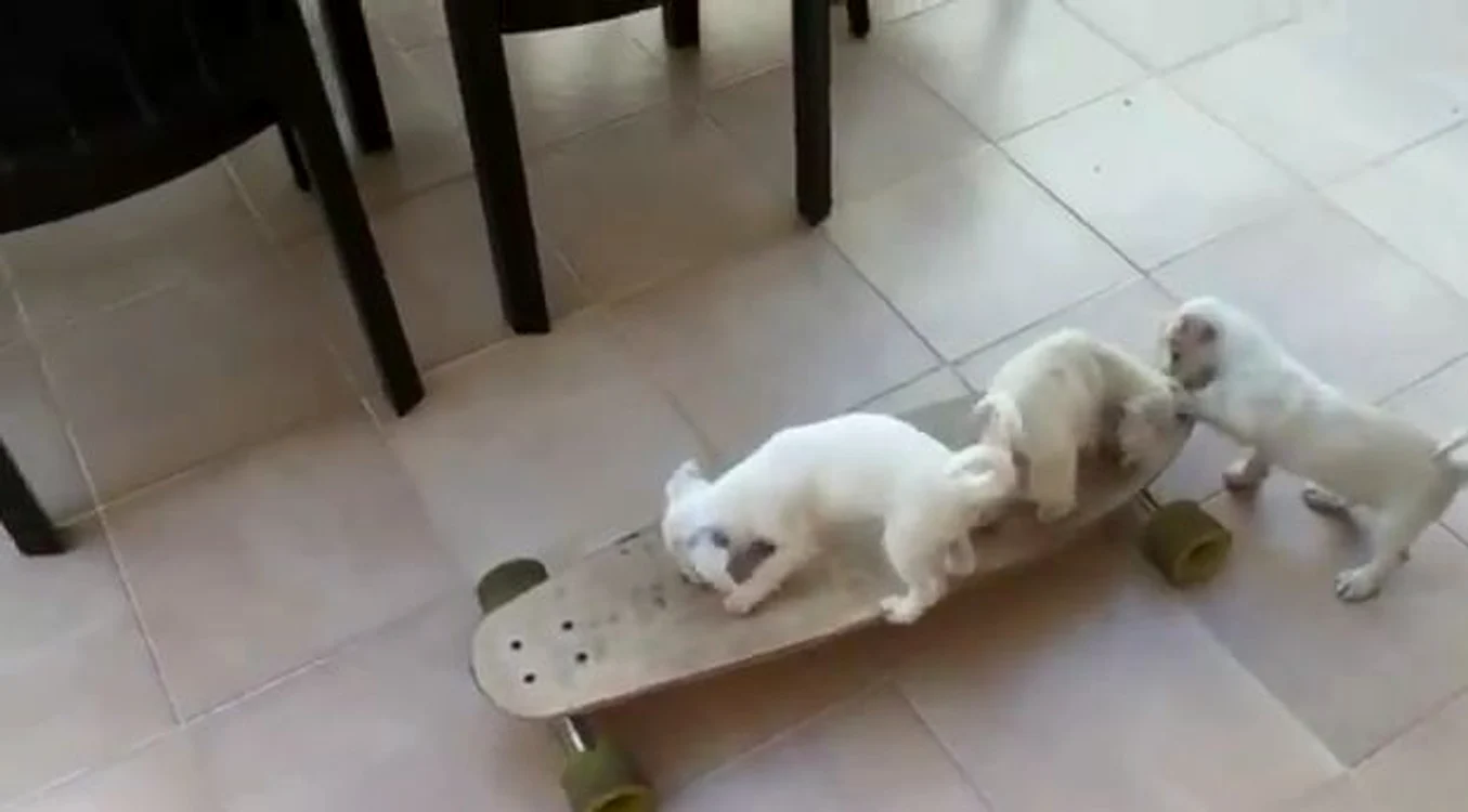 Captură video