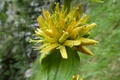gentiana planta freepik jpg