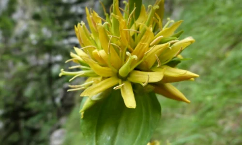gentiana planta freepik jpg