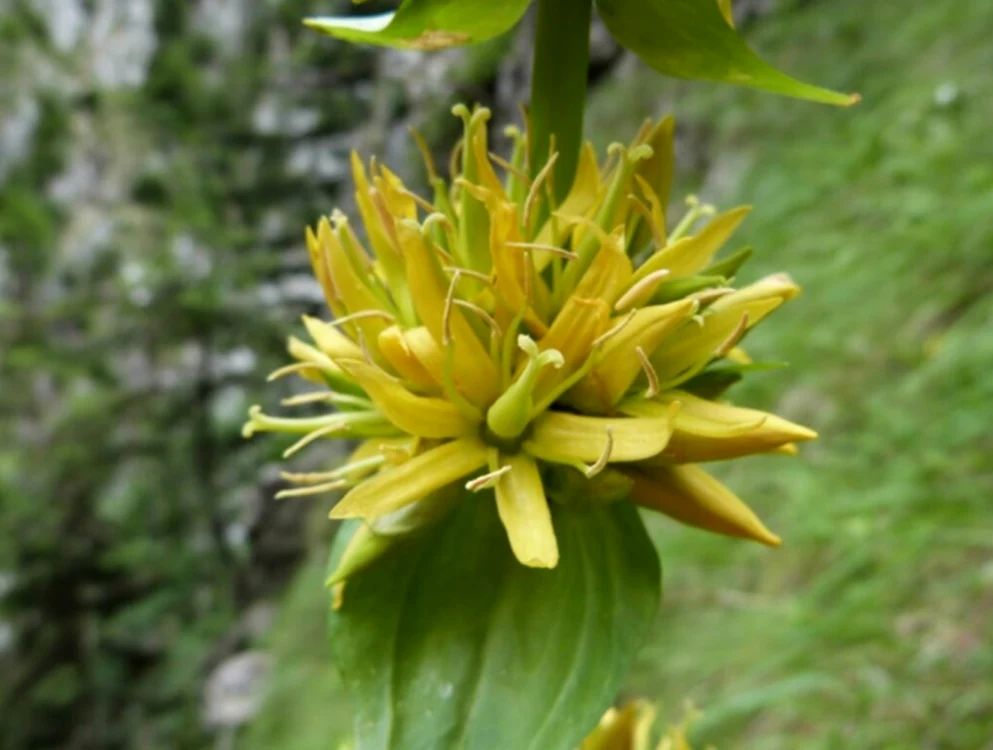 Cei care rup această floare pot primi o amendă de mii de lei / foto: Freepik