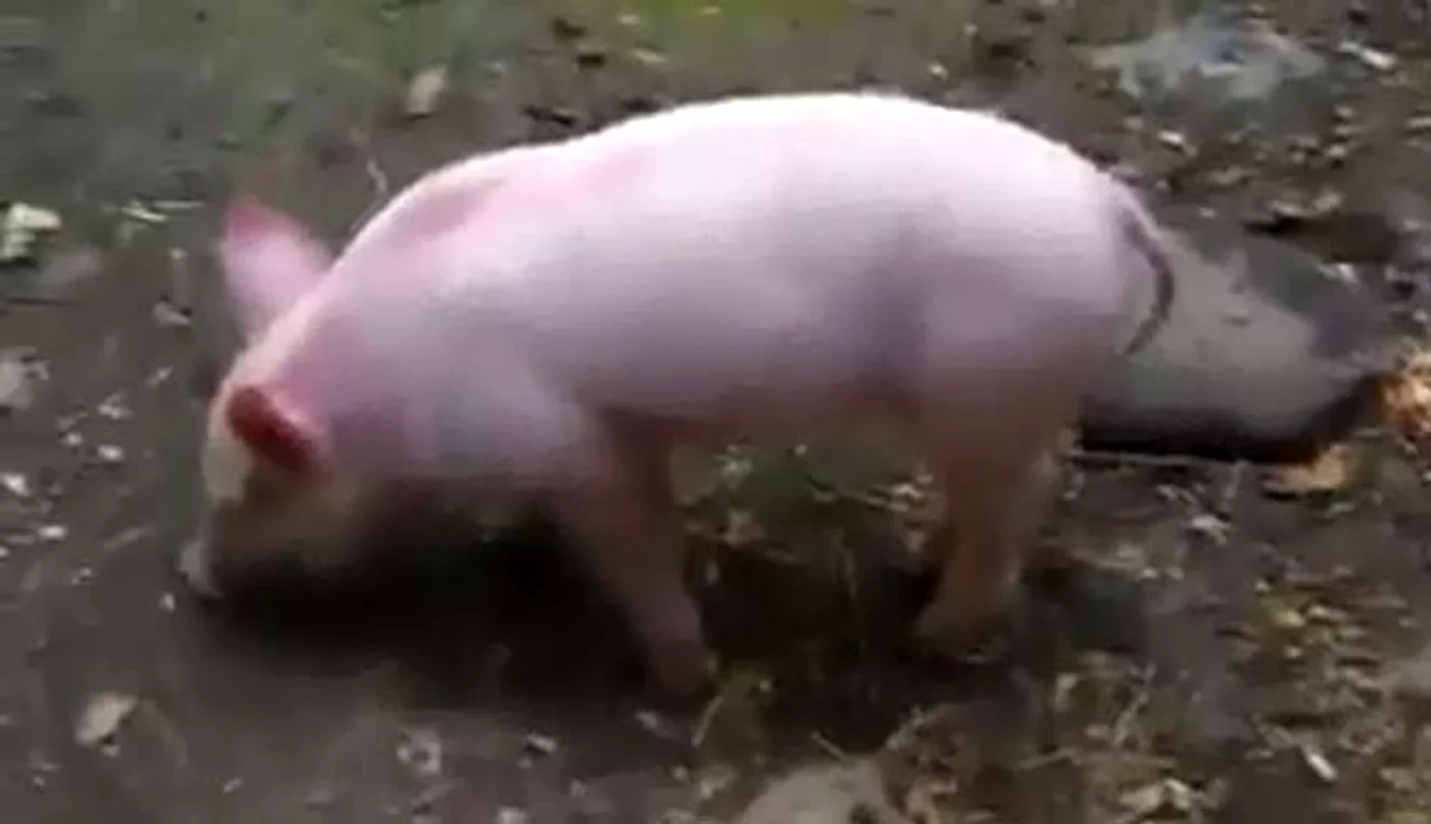 
    Porcul salvează de la înec o capră  