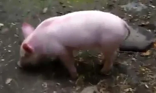 porcusor jpeg