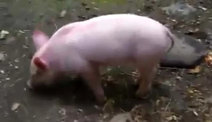 Porcul salvează de la înec o capră