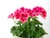 5 geranium jpg jpeg