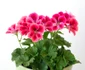 5 geranium jpg jpeg