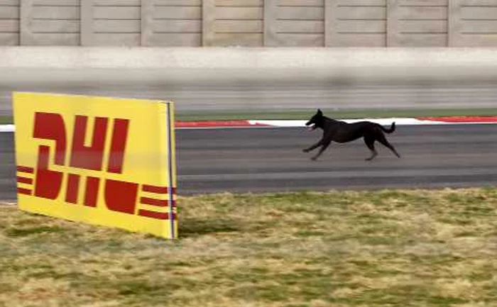 Câinii aleargă în voie pe circuitul indian de Formula 1 * Foto: Reuters