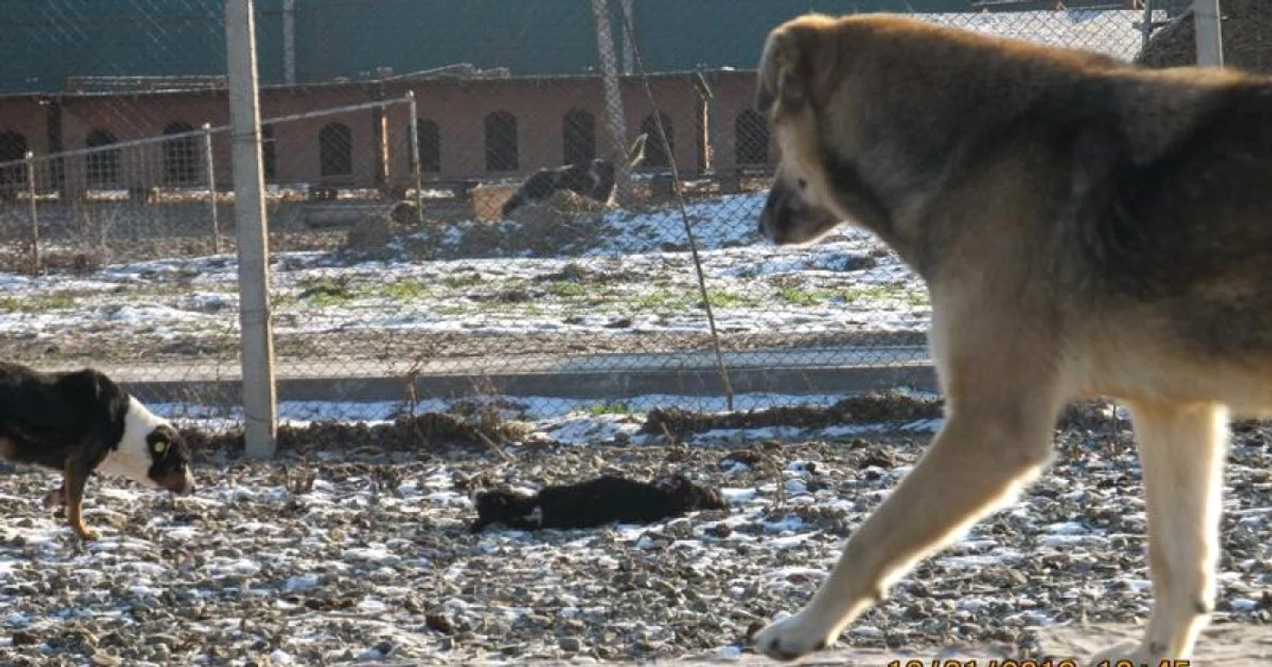 Voluntarii sustin ca patrupedele se mananca intre ele FOTO Facebook