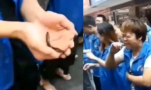 poya jpeg