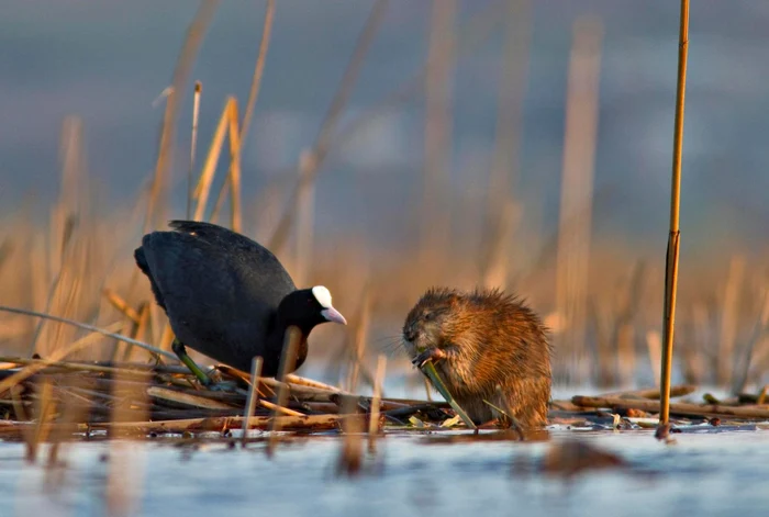 O lisita (Fulica atra) și un bizam. FOTO Facebook SOR