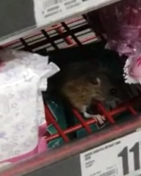 Şoarecele mânca liniştit un ou Kinder. FOTO: captura video