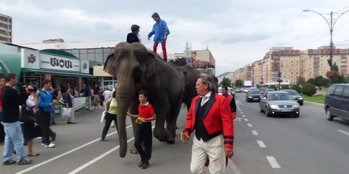 parada elefantilor