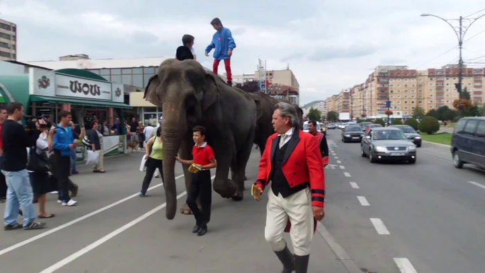Circul a scos elefanţii la paradă prin oraş