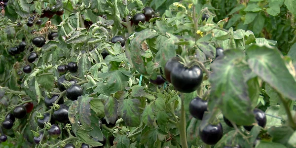 tomate negre romanesti jpg