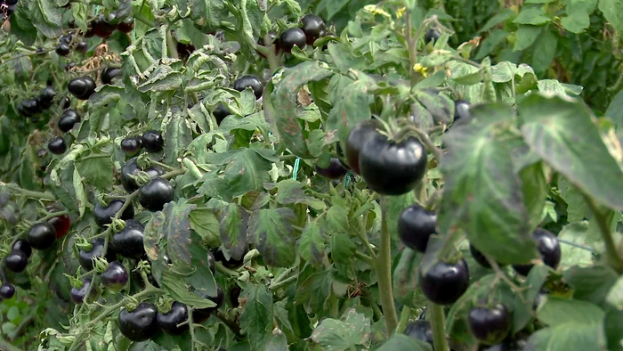 Tomatele negre românești vor fi înregistrate la OSIM. FOTO Iulian Bunilă