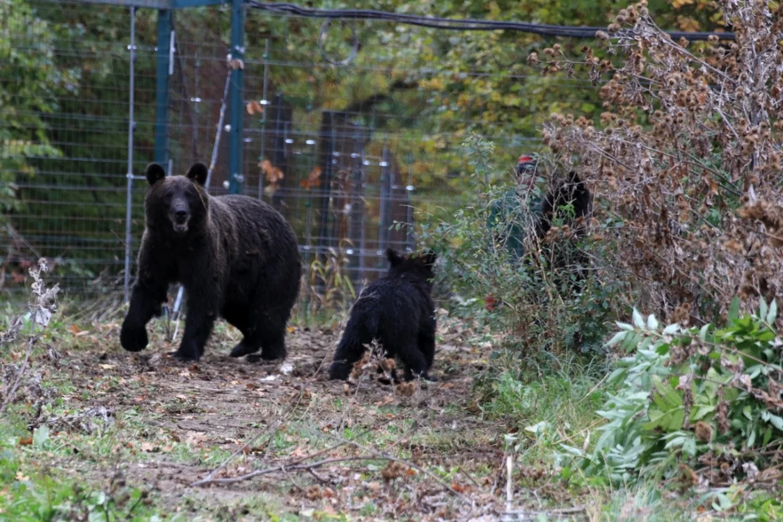 Ursoaica şi puii au fost observaţi de un localnic                             FOTO Asociaţia Milioane de Prieteni