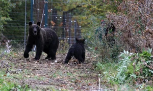 A fost capturată încă o ursoaică la Braşov FOTO Asociaţia Milioane de Prieteni