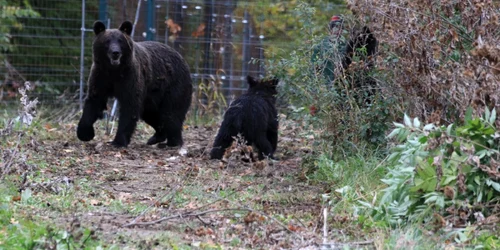 A fost capturată încă o ursoaică la Braşov FOTO Asociaţia Milioane de Prieteni