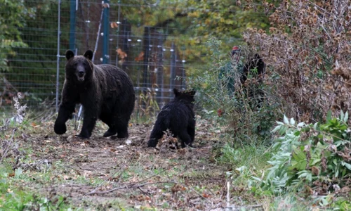 A fost capturată încă o ursoaică la Braşov FOTO Asociaţia Milioane de Prieteni