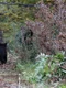 A fost capturată încă o ursoaică la Braşov FOTO Asociaţia Milioane de Prieteni