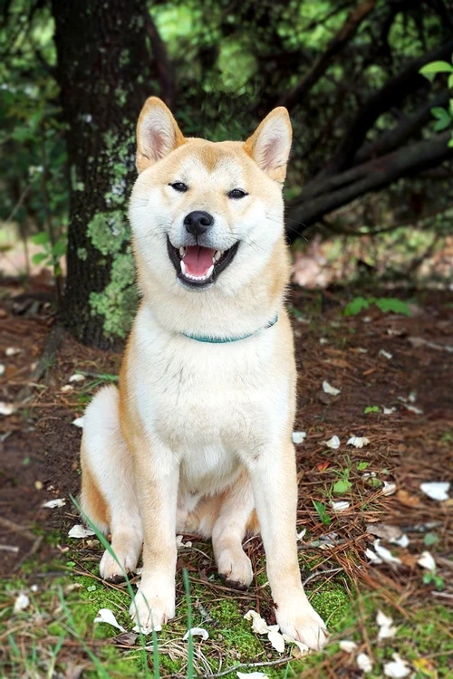 caine rasa akita jpg jpeg