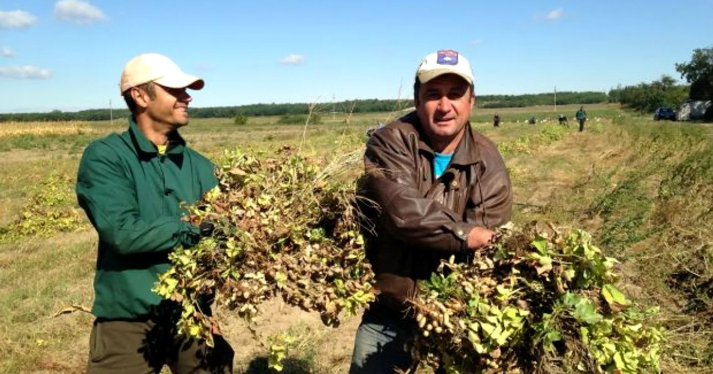Două soiuri de alune se vor cultiva la Dăbuleni