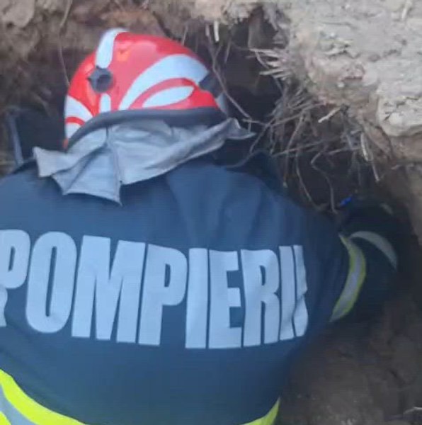 Șapte cățeluși și mama lor, salvați de sub un mal de pământ. Intervenție emoționantă a pompierilor