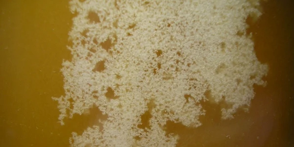 Apicultor Stupinanastase