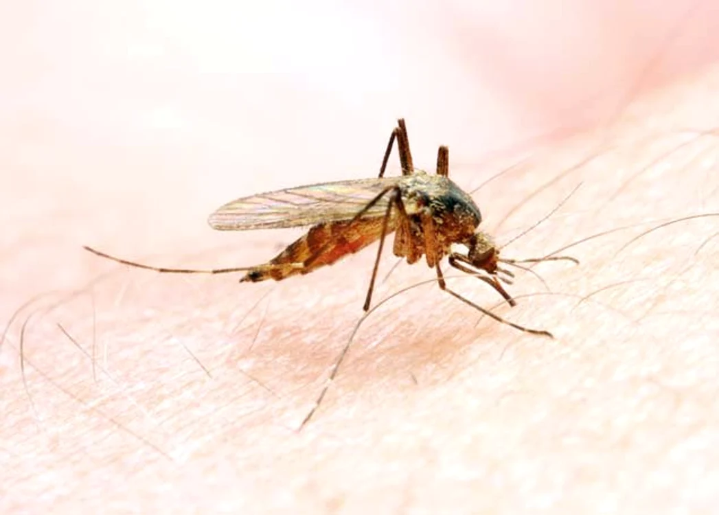 Cele mai periculoase animale din lume: Ţânţarii din specia Anopheles provoacă malarie