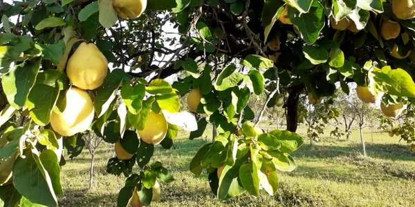 Gutui Foto