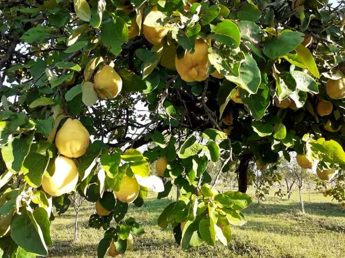 Gutui Foto