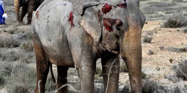 Un elefant rănit se odihneşte după ce a răsturnat camionul în care călătorea pe drumul A-30 în Albacete Spania FOTO EPA-EFE / Manu