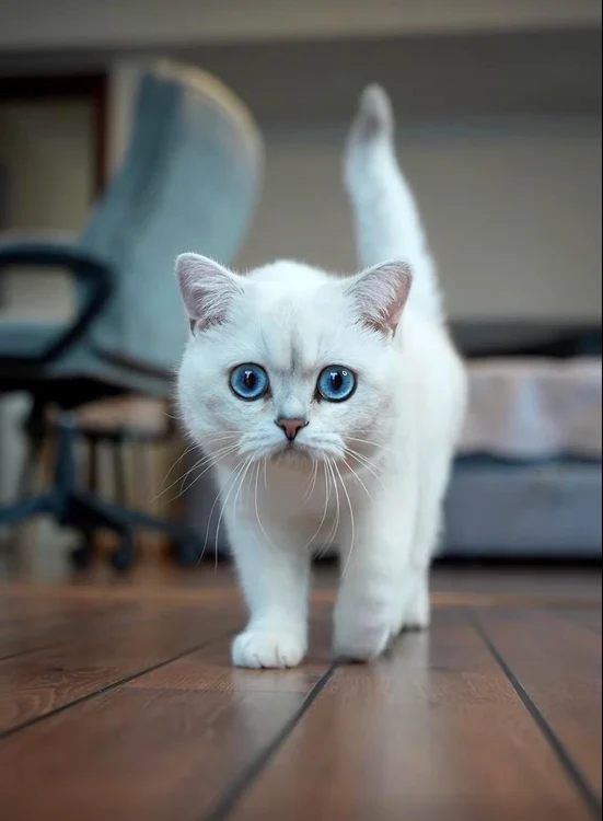 Salonul Internațional Felin SofistiCAT (6) jpeg