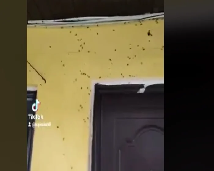 Gândacii sunt peste tot FOTO TikTok