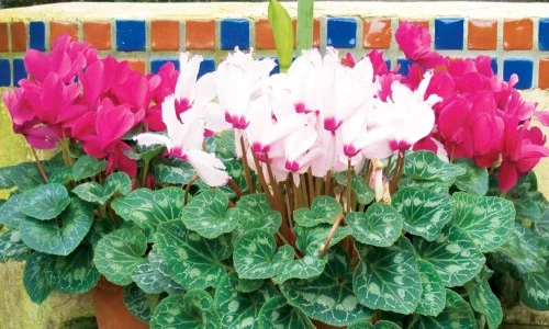 flori la ghiveci rezistente la frig jpeg