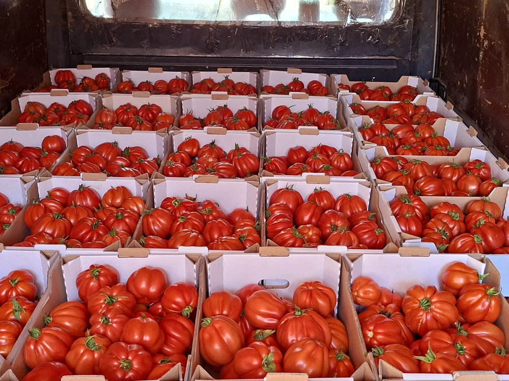 ladiite-cu-tomate-rosii-in-cabina-auto-marfa-foto-arhiva-aristel-nunescu