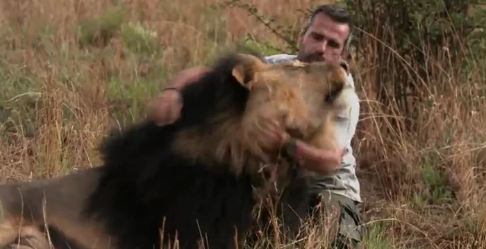 
    Între acest bărbat și lei este o prietenie foarte strânsăFoto Daily Mail  