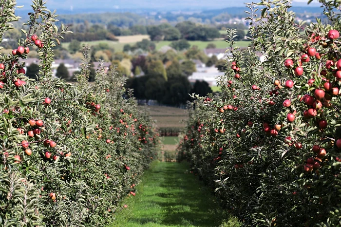 Pomi fructiferi / foto: Pixabay