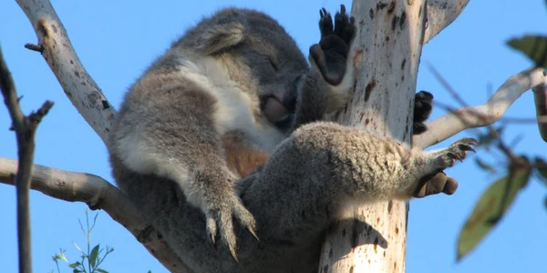 koala sursa  the dodo
