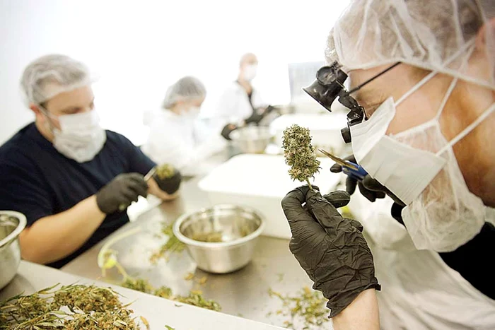 Plantele sunt controlate permanent (Fotografii: Reuters)