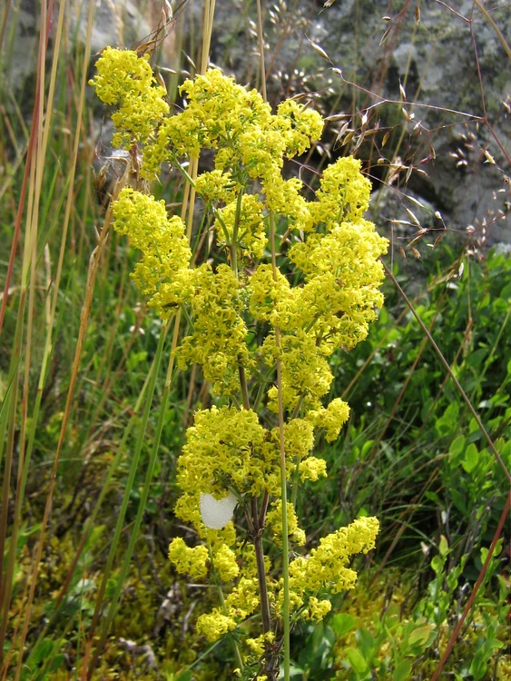 Galium verum jpeg jpeg