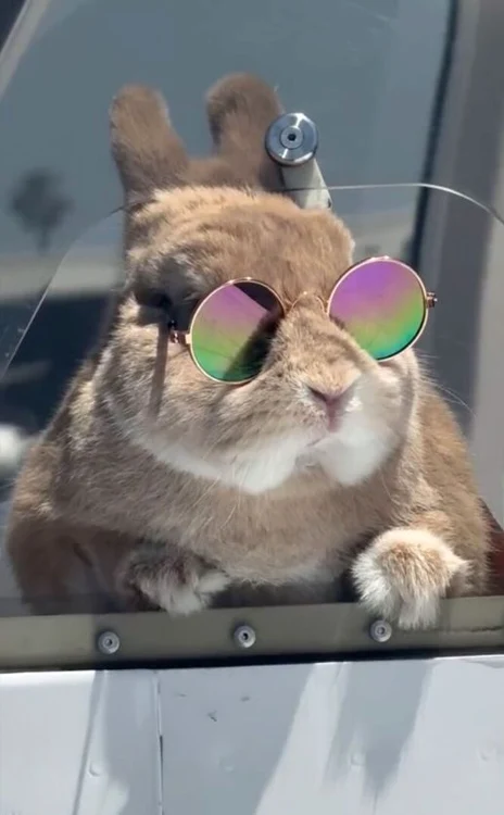 Reesy are și ochelari de soare (Foto: Profimedia)