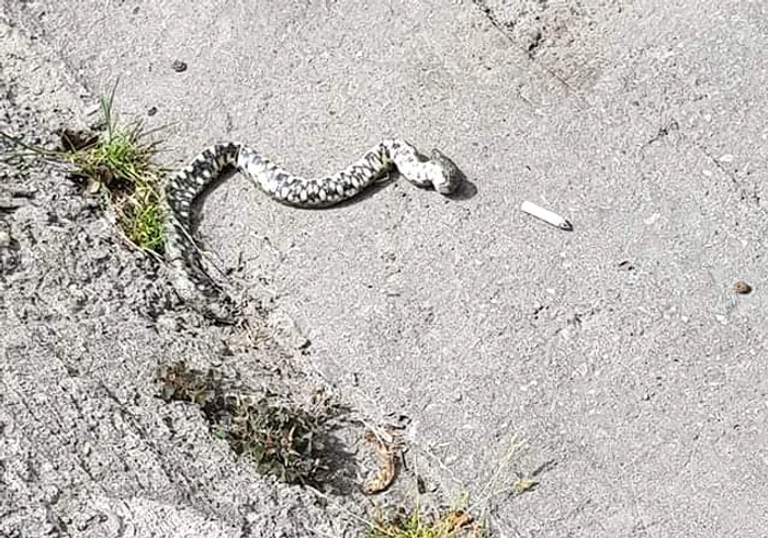 Pe lângă mucuri de țigară, cei din Năvodari dau cu ochii și de șerpi