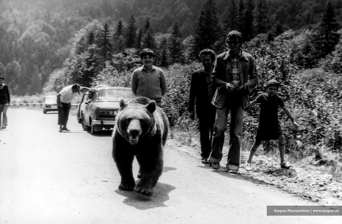 Urs pe Transfăgărășan în anul 1982. Foto: Attila Toth. Fototeca AZOPAN