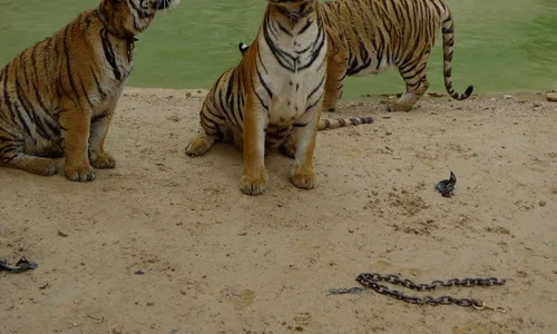 Templul Tigrilor – sau cum mîngîi nişte pisici mai mari jpeg