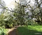 Parcul dendrologic Simeria Foto Daniel Guță ADEVĂRUL (46) JPG
