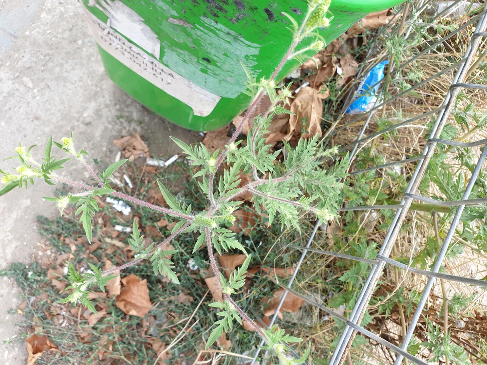 Chiar dacă terenul este arat și curățat, dacă nu se folosesc erbicide, planta crește la loc 