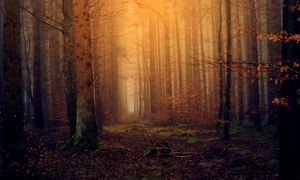 hd wallpaper 3119826 1920 jpg