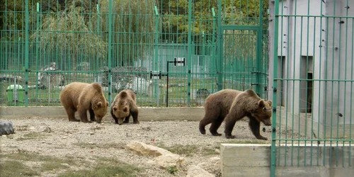 Urşii de la Zoo sunt nerăbdători să-şi primească vizitatorii